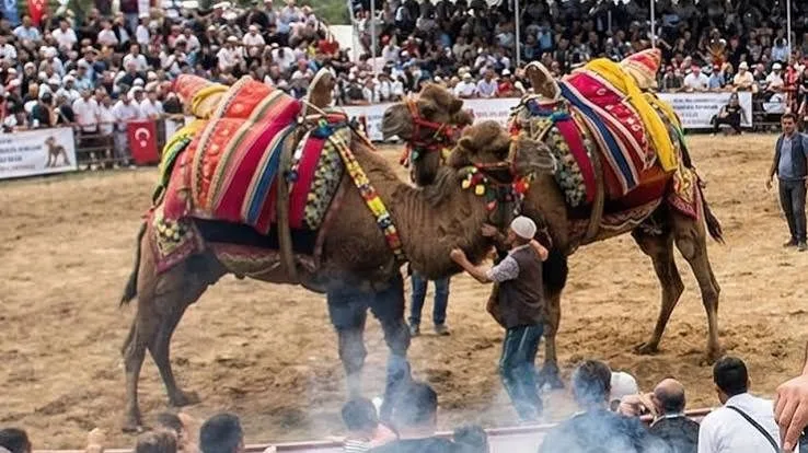 2026-2027 DEVE GÜREŞİ SEZONUNUN TAKVİMİ BELLİ OLDU