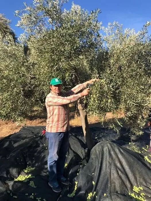 ZEYTİN HASADI BAŞLADI, ÜRETİCİ MALİYETLERDEN DERTLİ
