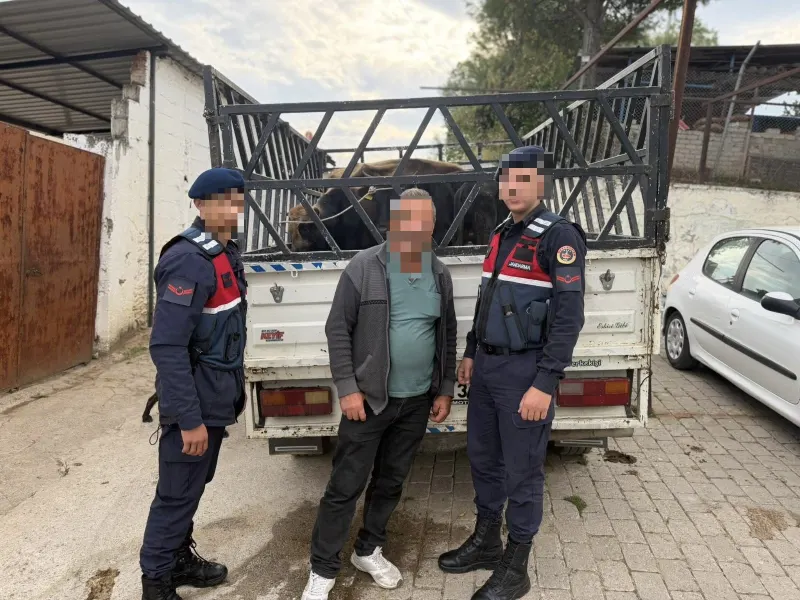 KOÇARLI’DA ÇALINAN 4 BÜYÜKBAŞ HAYVANI 237 BİN TL’YE SATTI! ŞÜPHELİ TUTUKLANDI