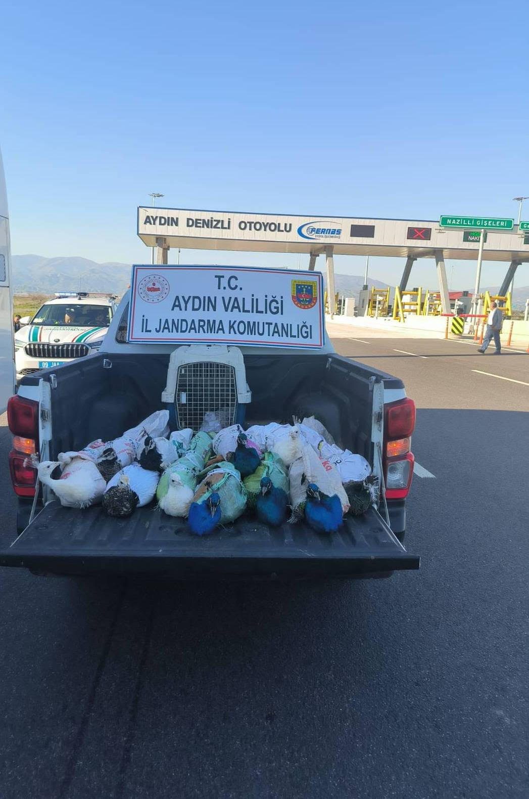 Nazilli otoyolunda yolcu otobüsünde kaçak tavus kuşu ele geçirildi