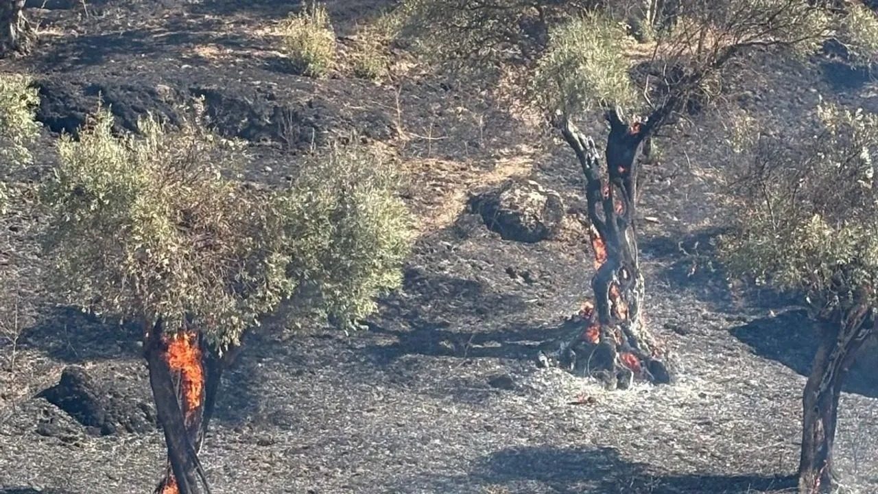 KOÇARLI’DA ZEYTİNLİK ALANDA YANGIN PANİĞİ