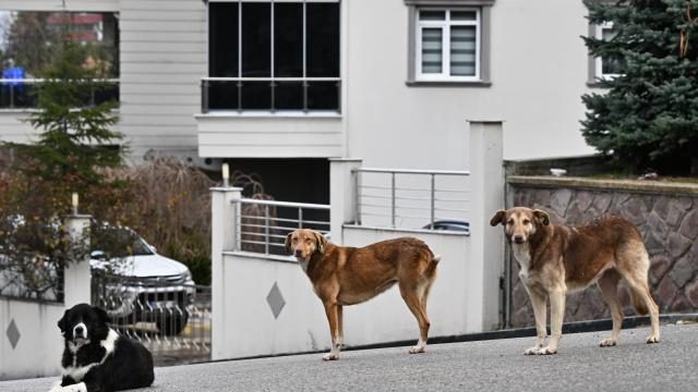 Sokak köpekleri kamuoyu araştırması