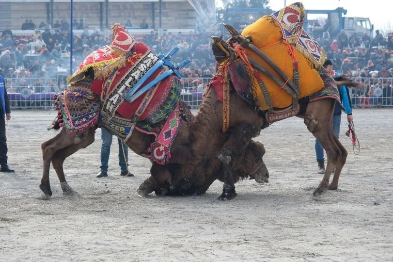 Deve Güreşi Tarihleri Belli Oldu