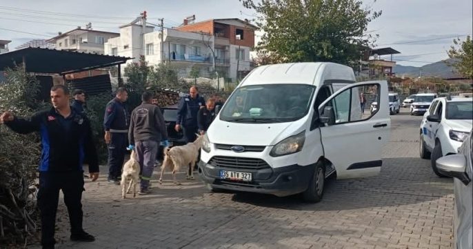 Germencik’te Başıboş Keçilere Ortak Operasyon: Şikâyetler Üzerine Harekete Geçildi