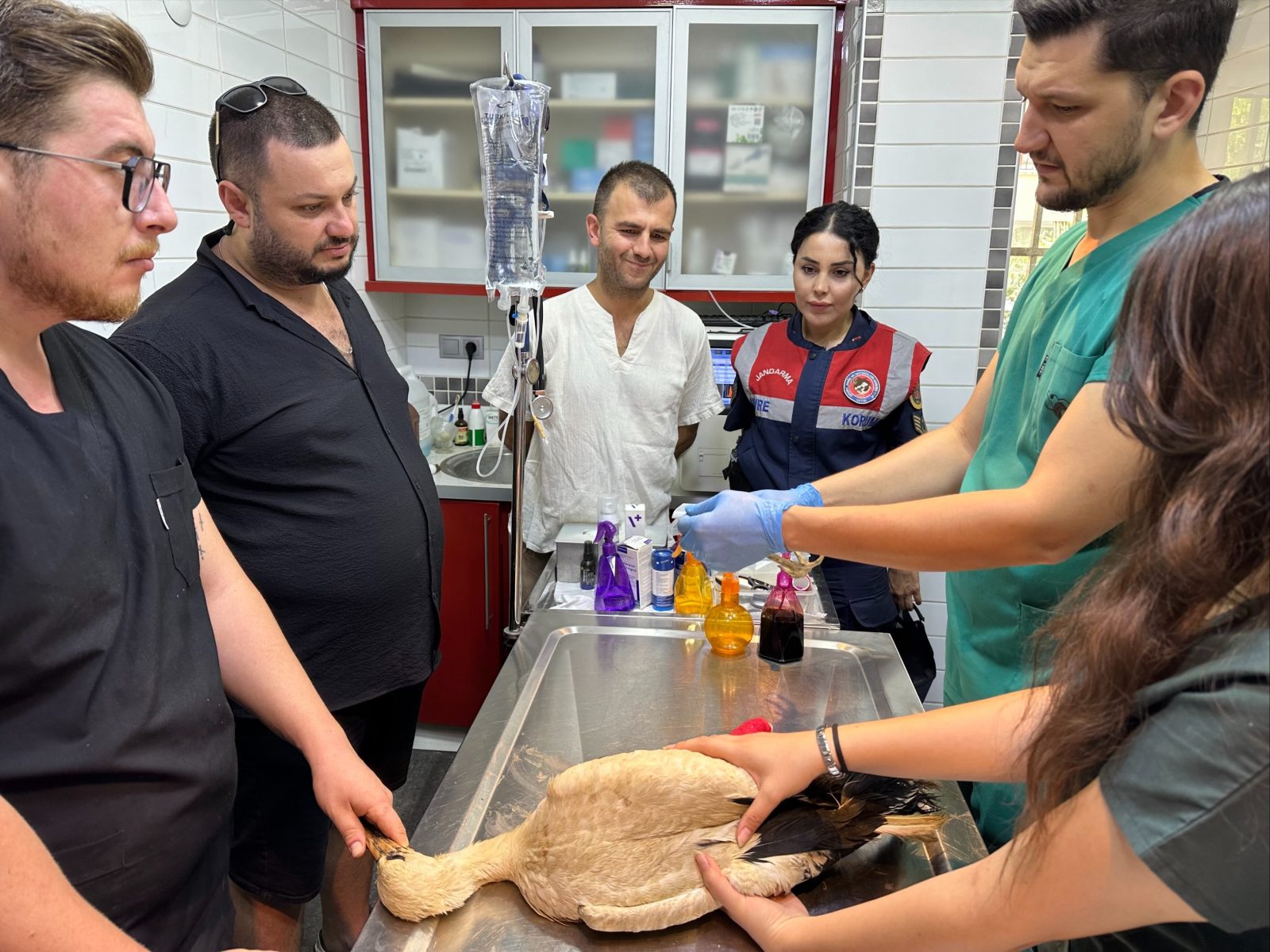 YARALI LEYLEK TEDAVİ ALTINDA