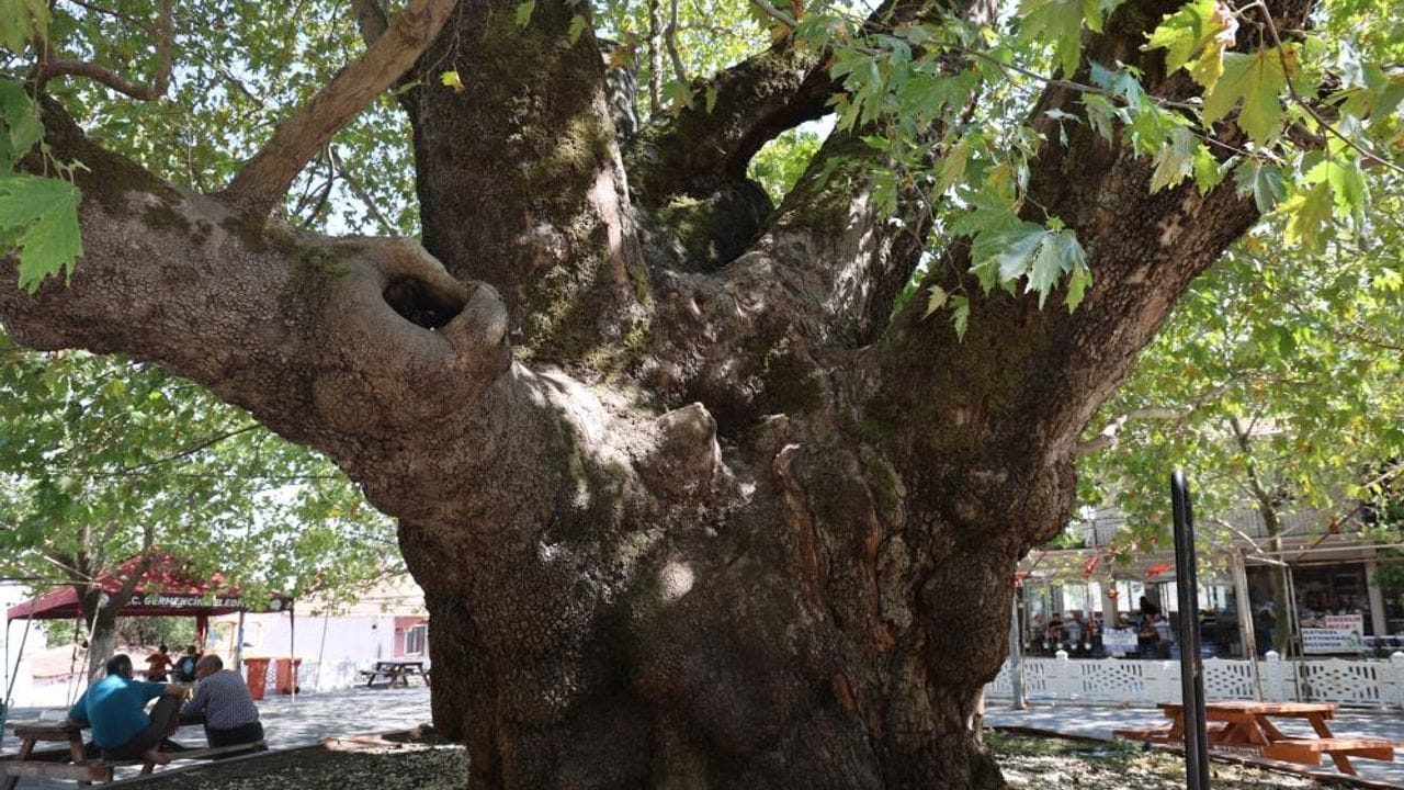 SELATİN ANIT AĞACI ASIRLARA MEYDAN OKUYOR