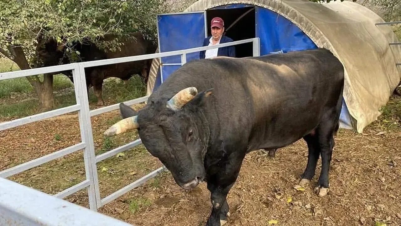 İncirliova’da Boğa Dehşeti