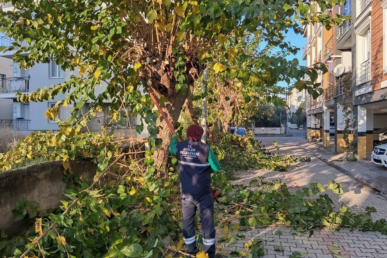 EFELER’İN YEŞİL ALANLARINDA BUDAMA VE BAKIM ÇALIŞMALARI DEVAM EDİYOR