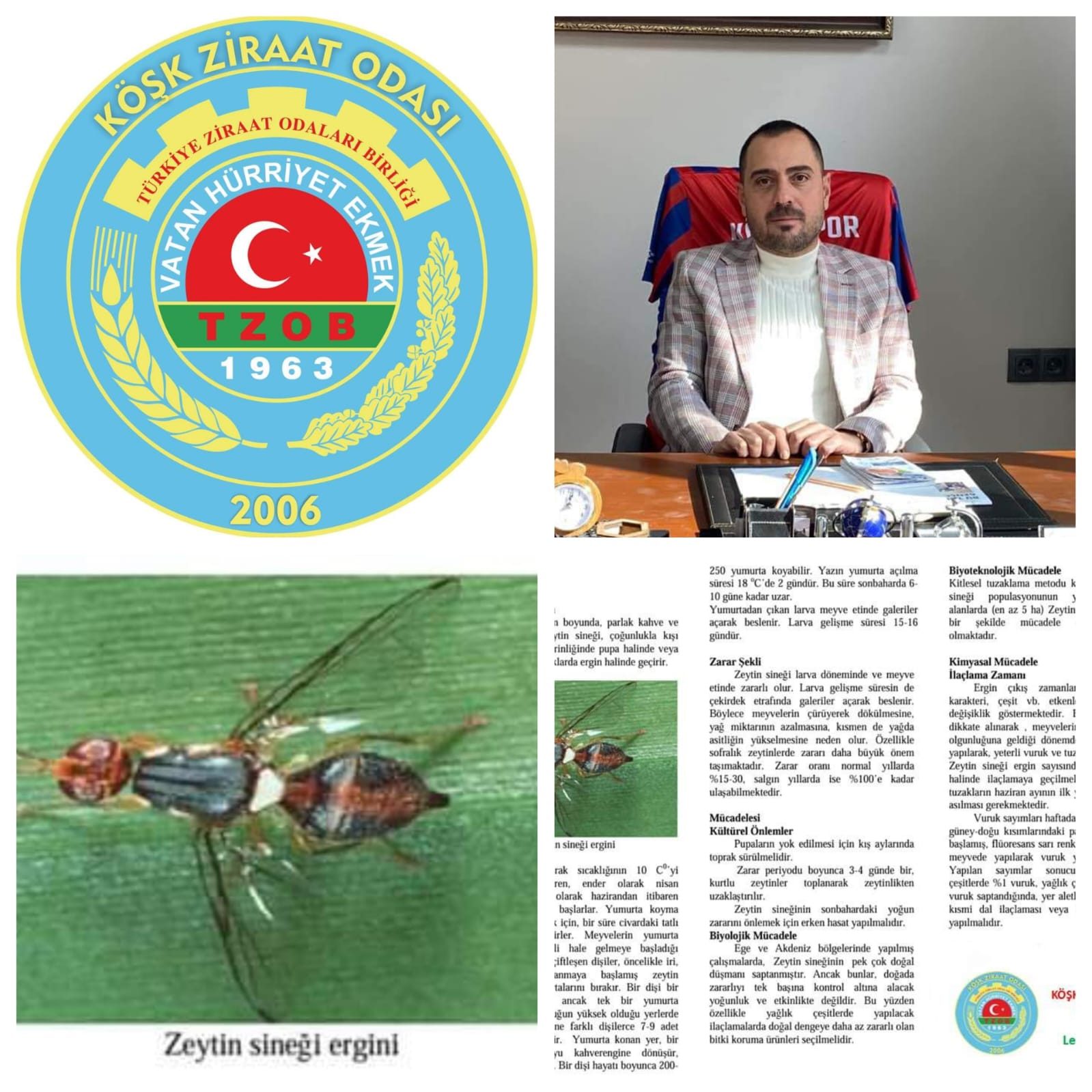Köşk Ziraat Odası Başkanı Levent Güler; Zeytin Sineğiyle İlaçlama Yapılmalıdır