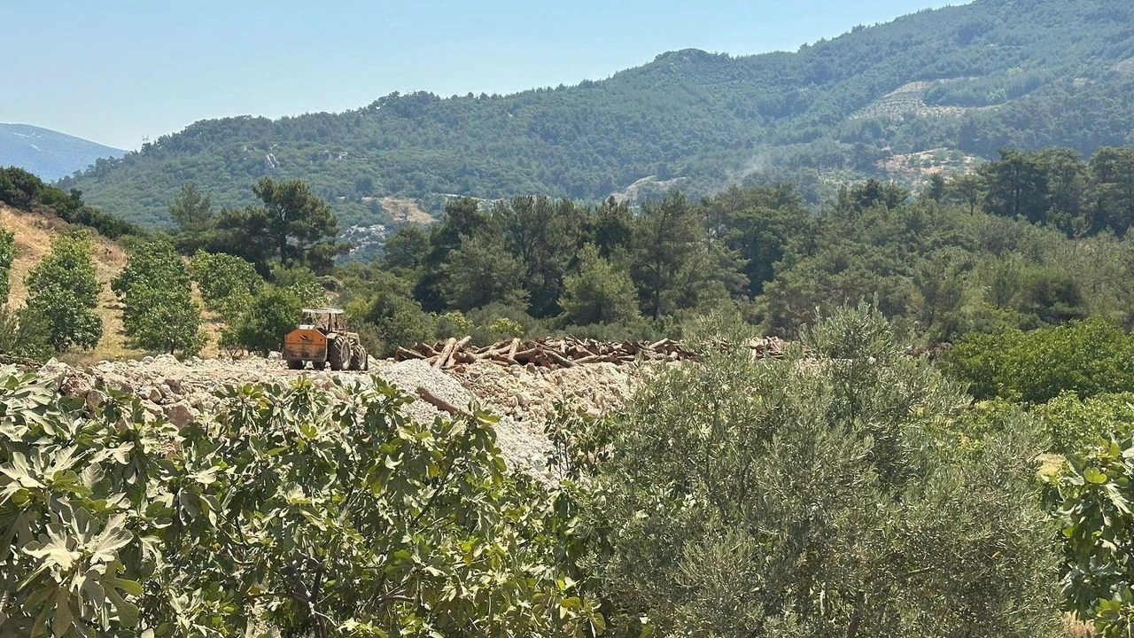 RES PROJESİ İÇİN AĞAÇ KIYIMI