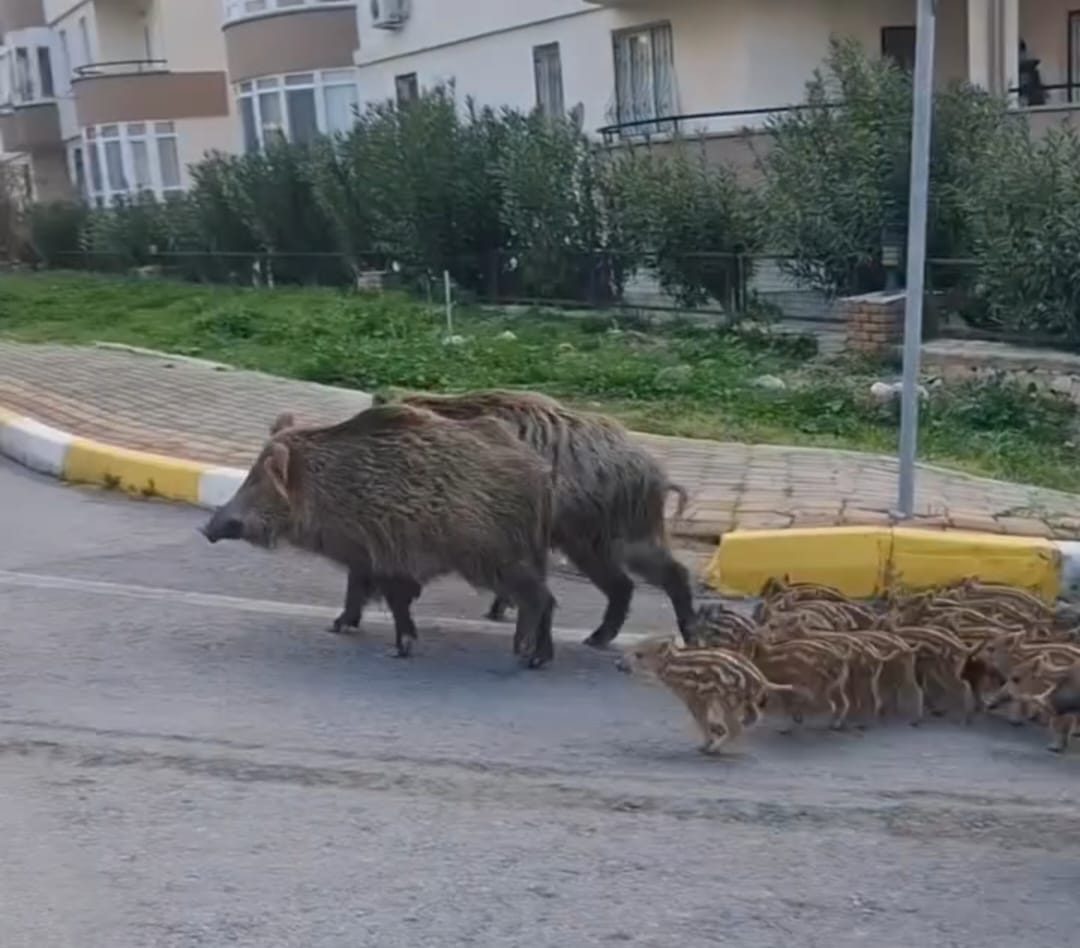 Sokak Köpeklerinden Sonra Yeni Endişe: Sokak Domuzları