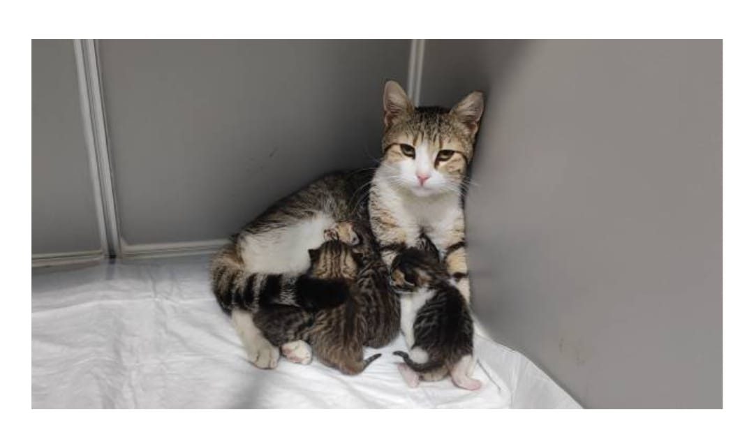 Hamile kedi veterinere gelip doğum yaptı
