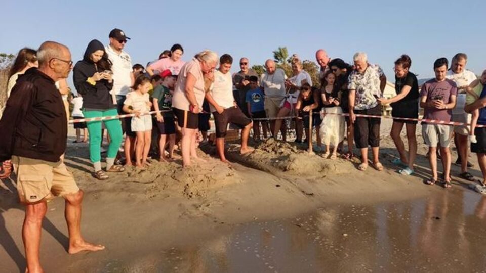 Aydın ve İzmir Kıyılarında 469 Caretta Caretta Yavrusu Denizle Buluştu