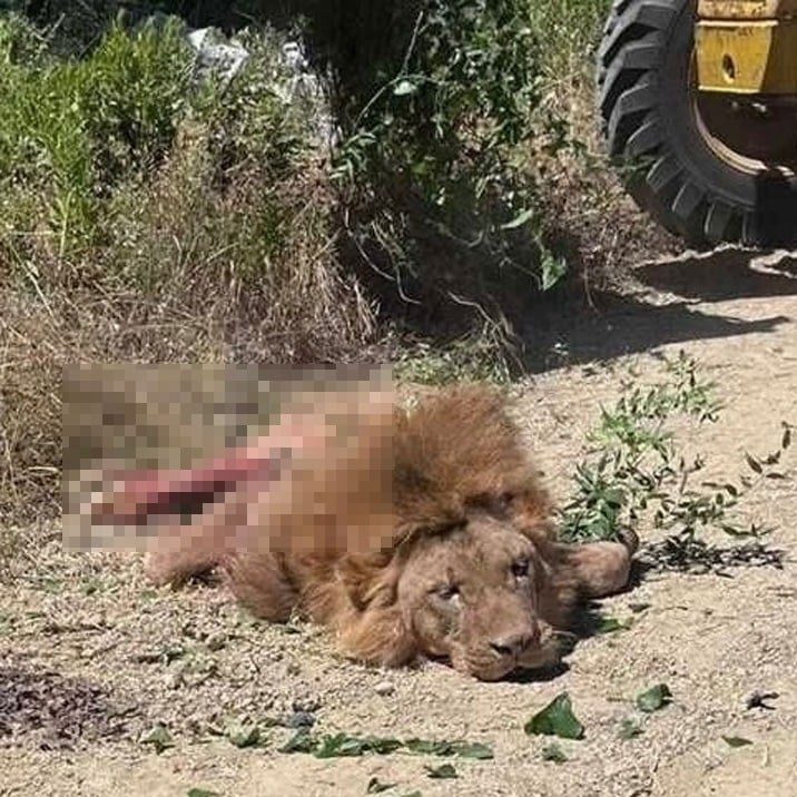 'aslan' alarmı: Çiftçiyi ısırdı