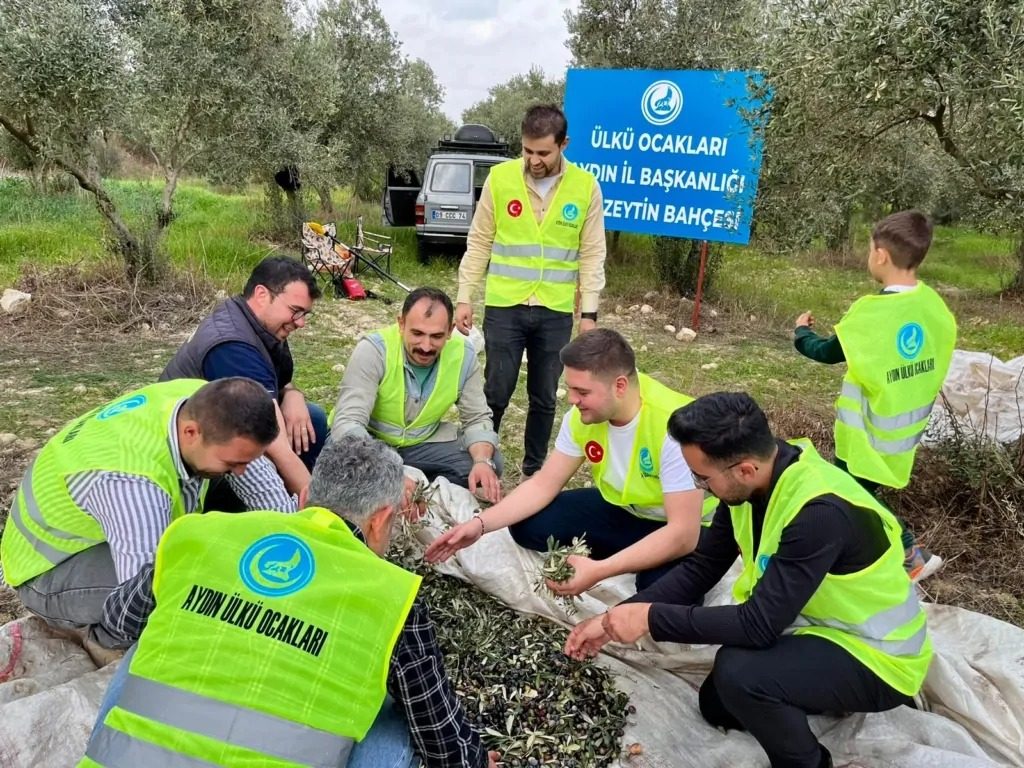 ÜLKÜ OCAKLARI AYDIN İL BAŞKANLIĞI ÇİNE’DE İLK ZEYTİN HASADINI GERÇEKLEŞTİRDİ
