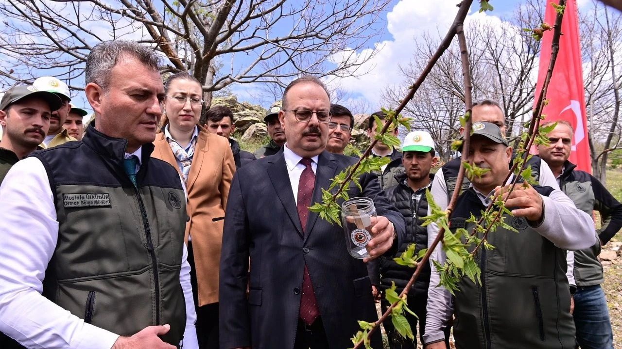 Aydın’da avcı böcekler salındı