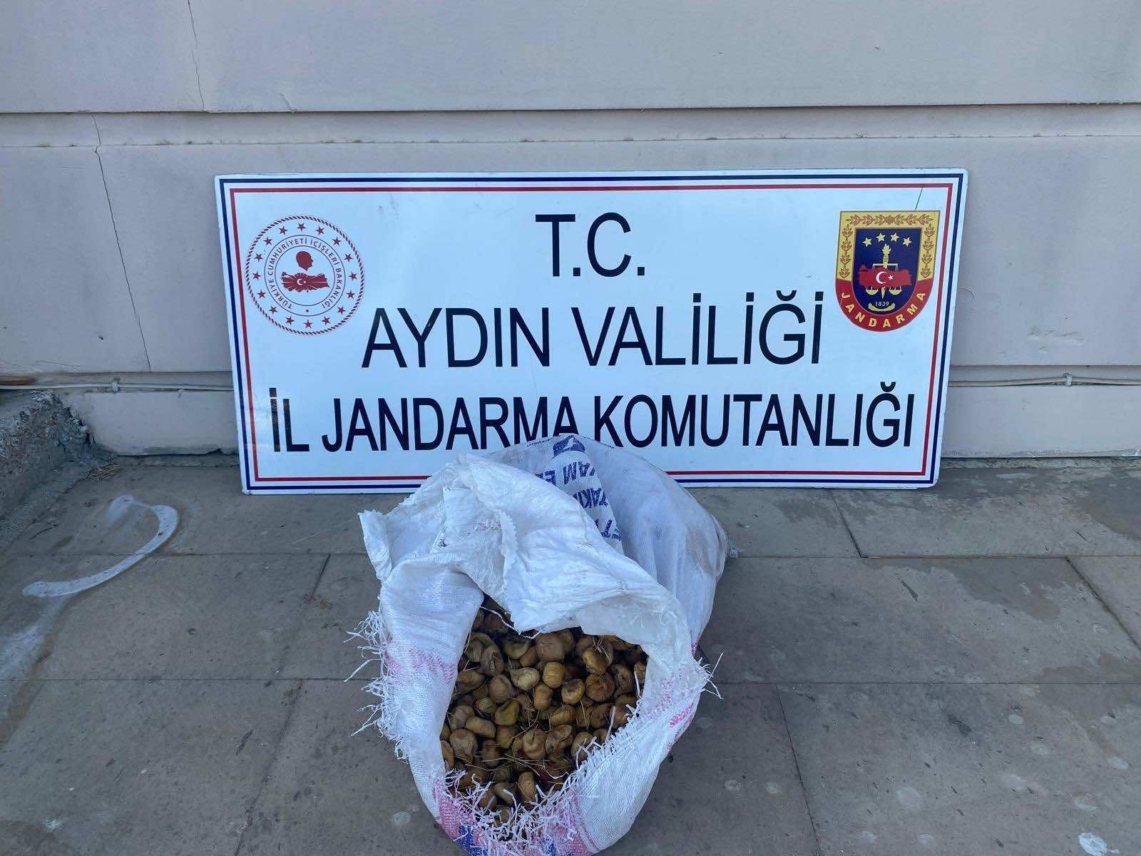 İNCİR HIRSIZLARI YAKALANDI