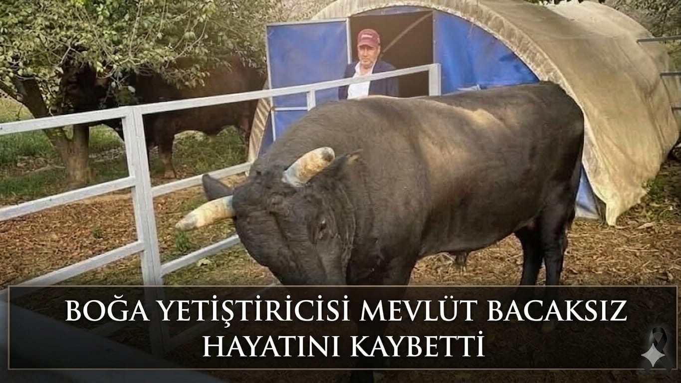 İncirliova Yasta: Boğa Yetiştiricisi Mevlüt Bacaksız Hayatını Kaybetti