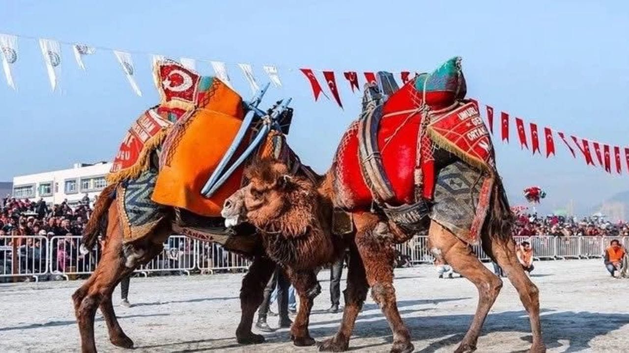 Söke'de pehlivan develer güreşecek
