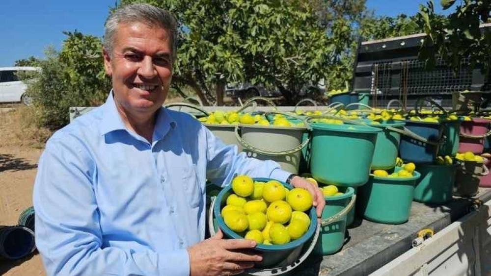 BUHARKENT’TE ERKENCİ TAZE İNCİR HASADI BAŞLADI