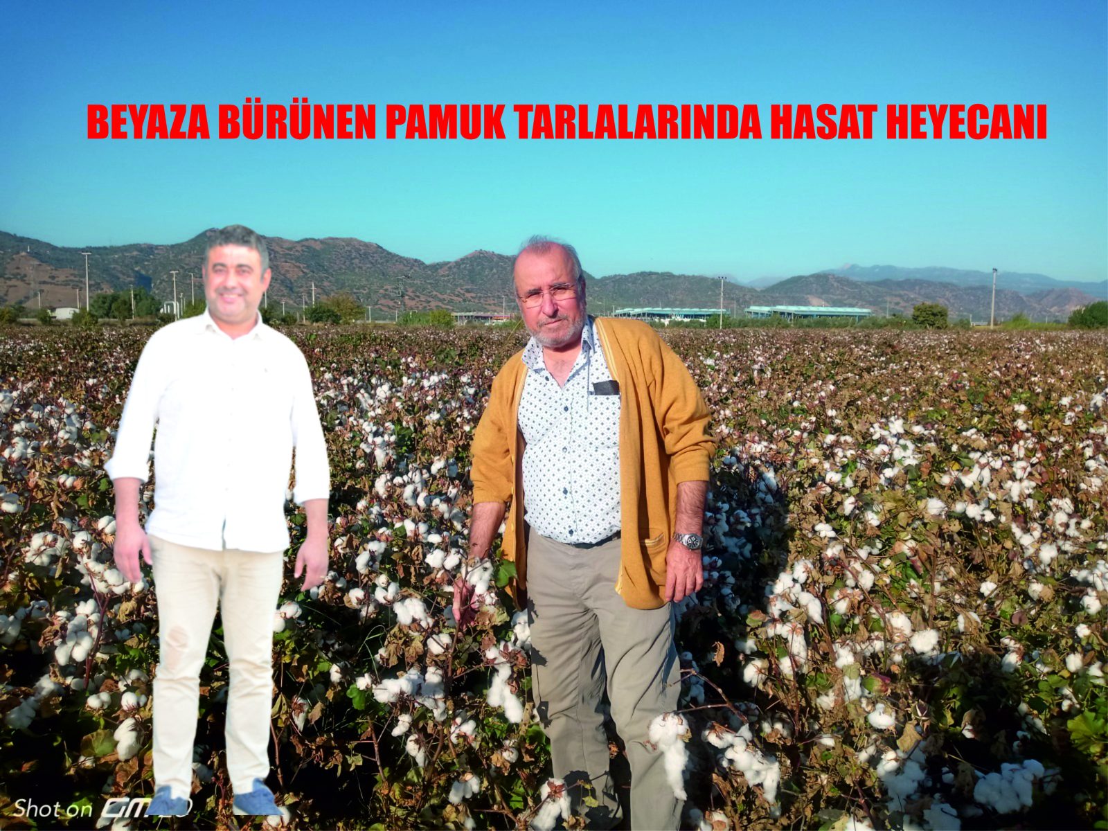 BEYAZA BÜRÜNEN PAMUK TARLALARINDA HASAT HEYECANI