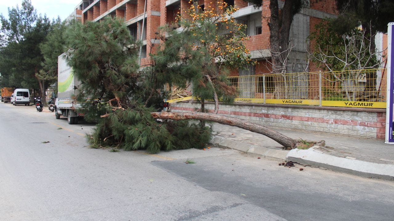 Efeler’de çam ağacı devrildi