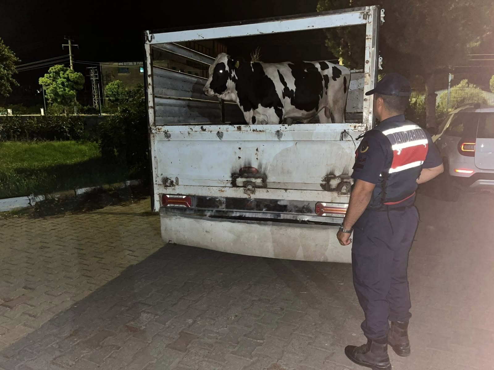 Çine’de 365 Bin Liralık Büyükbaş Hayvan Dolandırıcılığı Aydınlatıldı