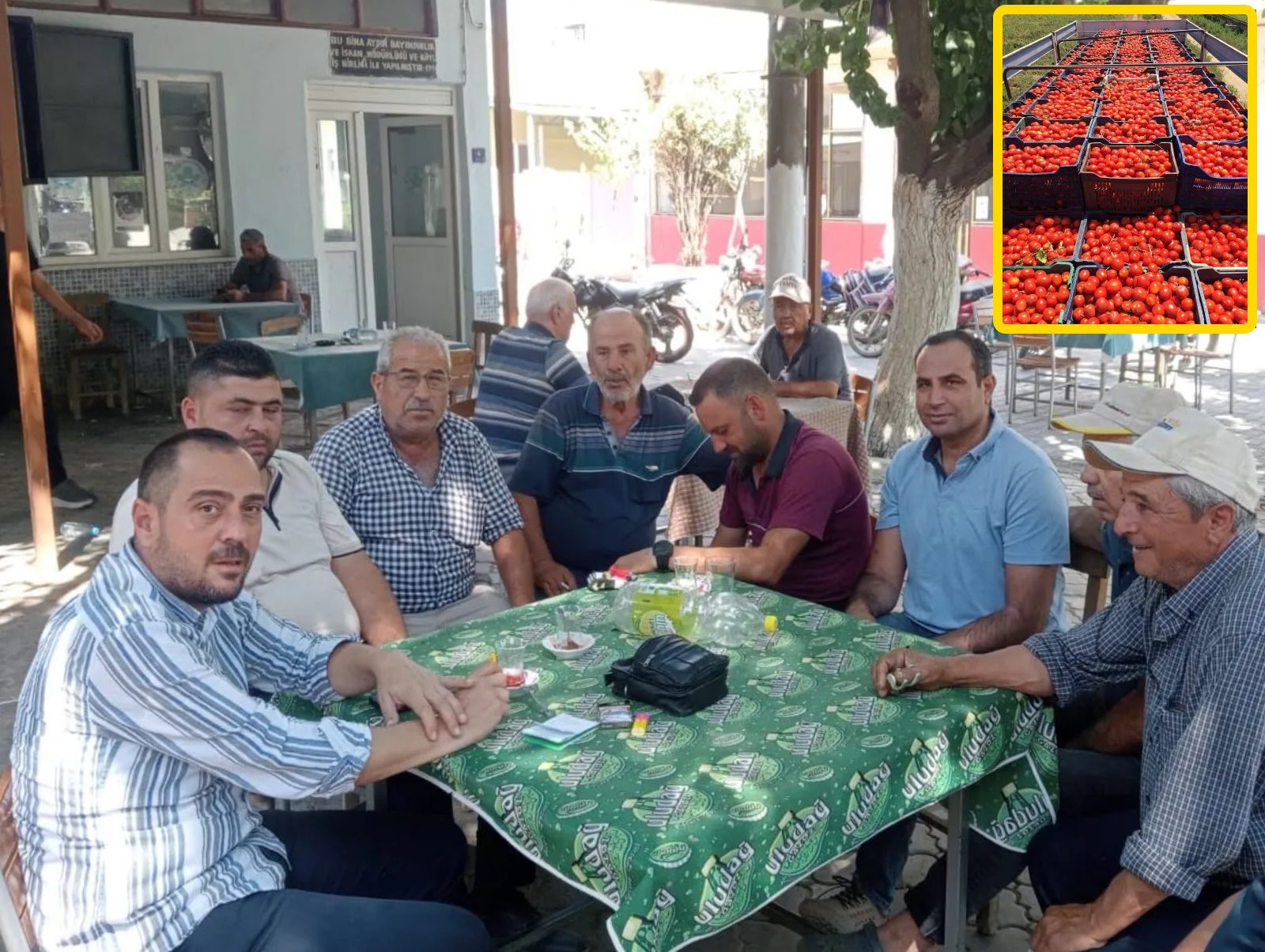 Köşk Ziraat Odası Başkanı Güler ; Domates Üreticisi Zorda