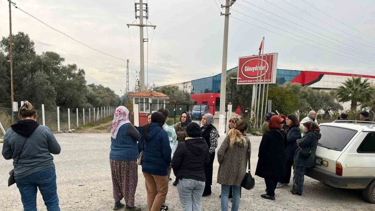 AYDIN İNCİRİ  İFLAS ETTİ