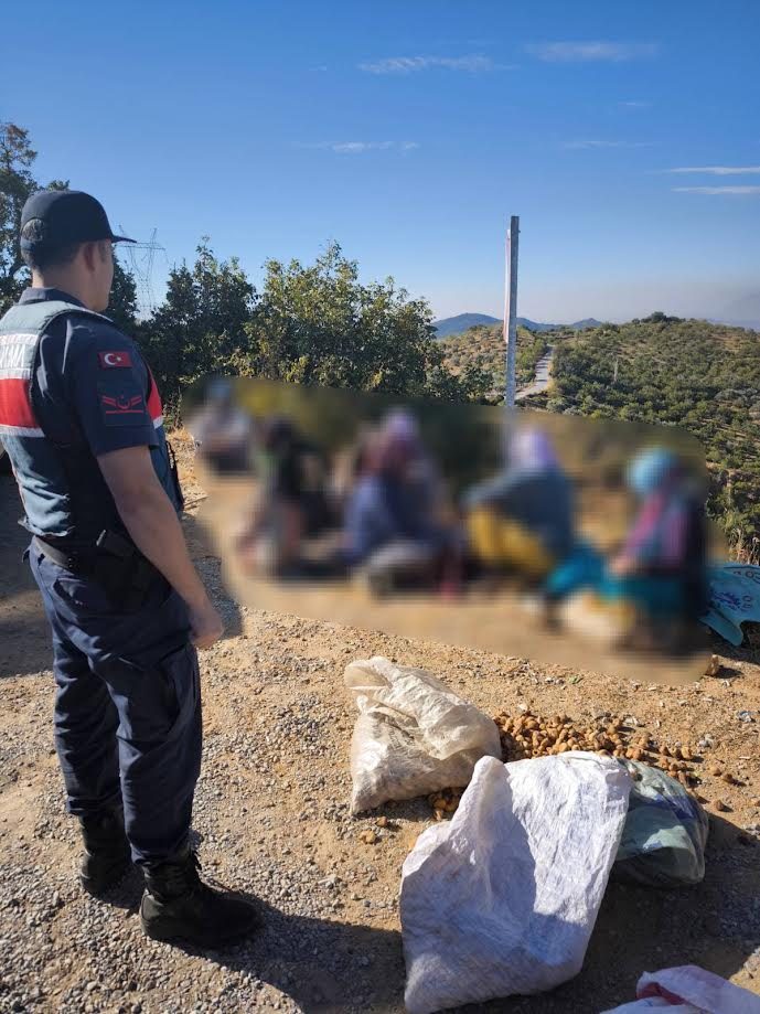 JANDARMA İNCİR HIRSIZLARINI YAKALADI