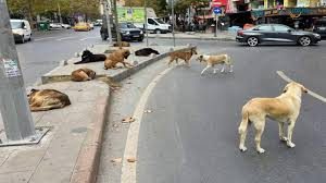Başıboş köpek düzenlemesi Meclis'te! TBMM AK Parti Grup Başkanı Abdullah Güler açıkladı! Hangi hayvanlar uyutulacak?
