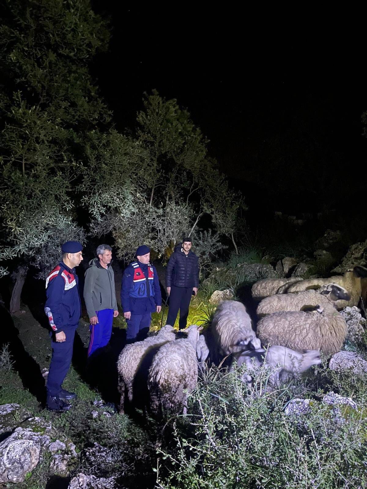 GERMENCİK TE ÇALINAN KOYUNLAR