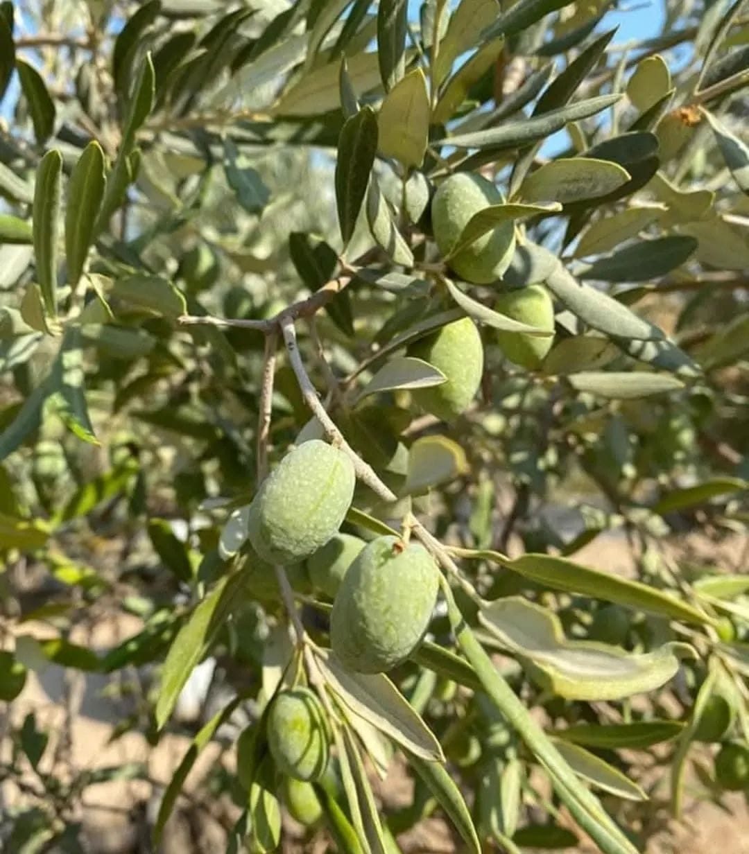Aydın İl Tarım ve Orman Müdürlüğünden Zeytin Üreticilerine Zeytin Sineği Uyarısı