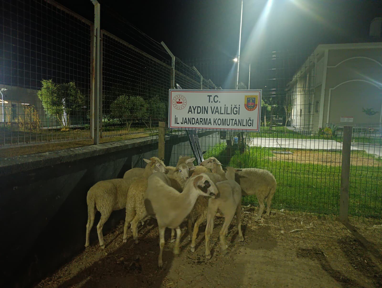 Koçarlı'da Çalınan Koyunlar Bulunarak Sahibine Teslim Edildi, Şüpheli Tutuklandı