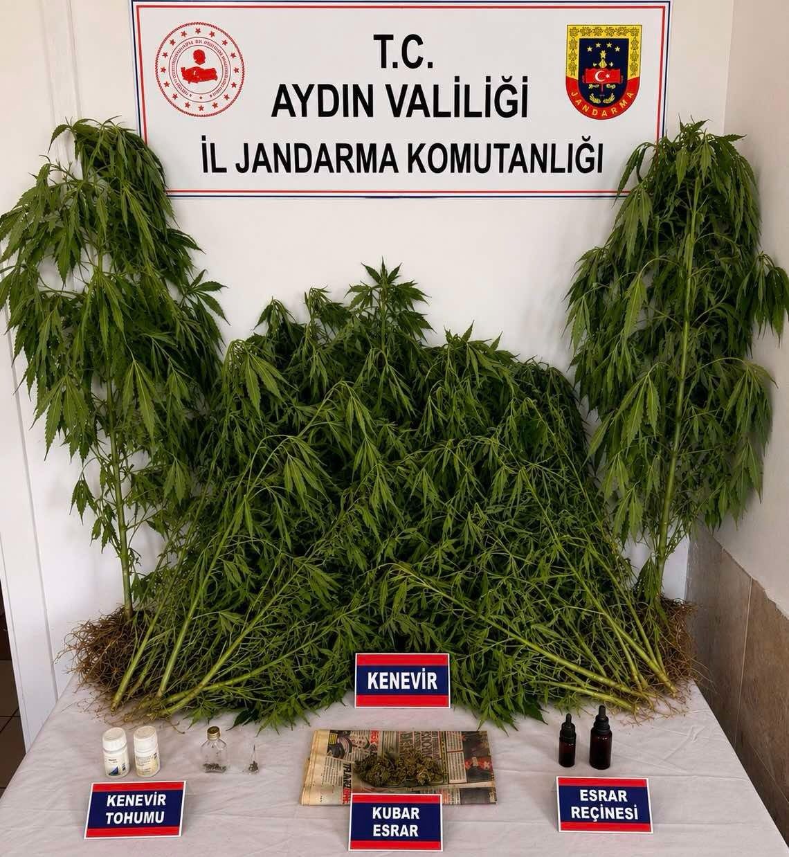 Nazilli’de Yasa Dışı Kenevir Ekimine Operasyon: 28 Kök Kenevir Ele Geçirildi