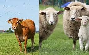 Kurban Bayramı öncesi kurbanlıklar için sıkı tedbirler
