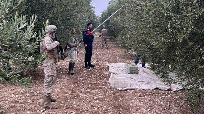Aydın’da jandarma hırsızlara karşı zeytin nöbetinde