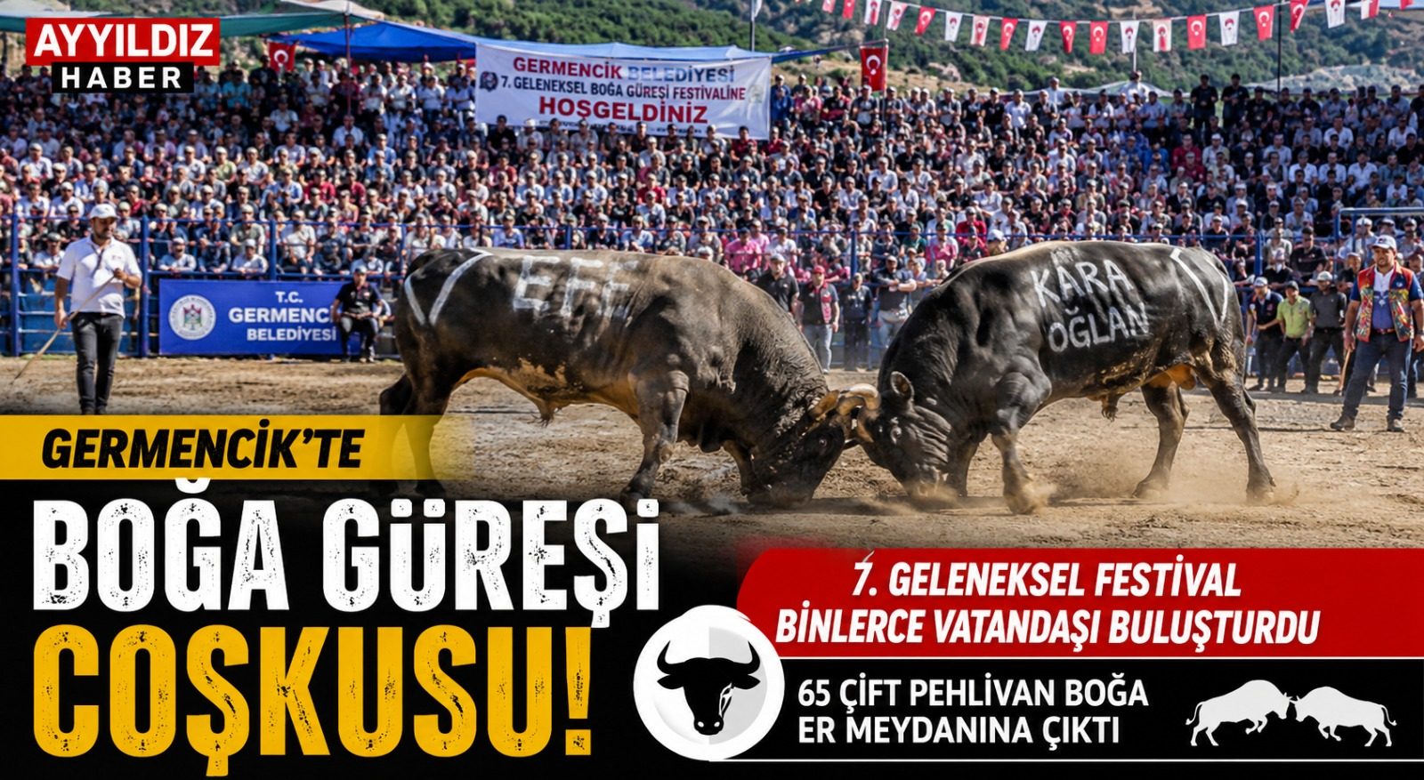  Germencik’te Boğa Güreşi Coşkusu: 7. Geleneksel Festival Binlerce Vatandaşı Buluşturdu