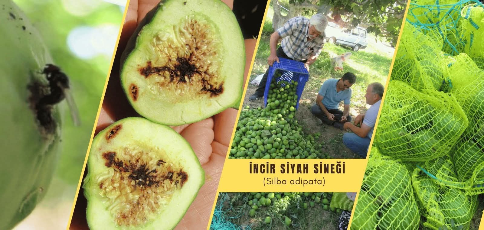 İNCİR SİYAH SİNEĞİ İLE MÜCADELE