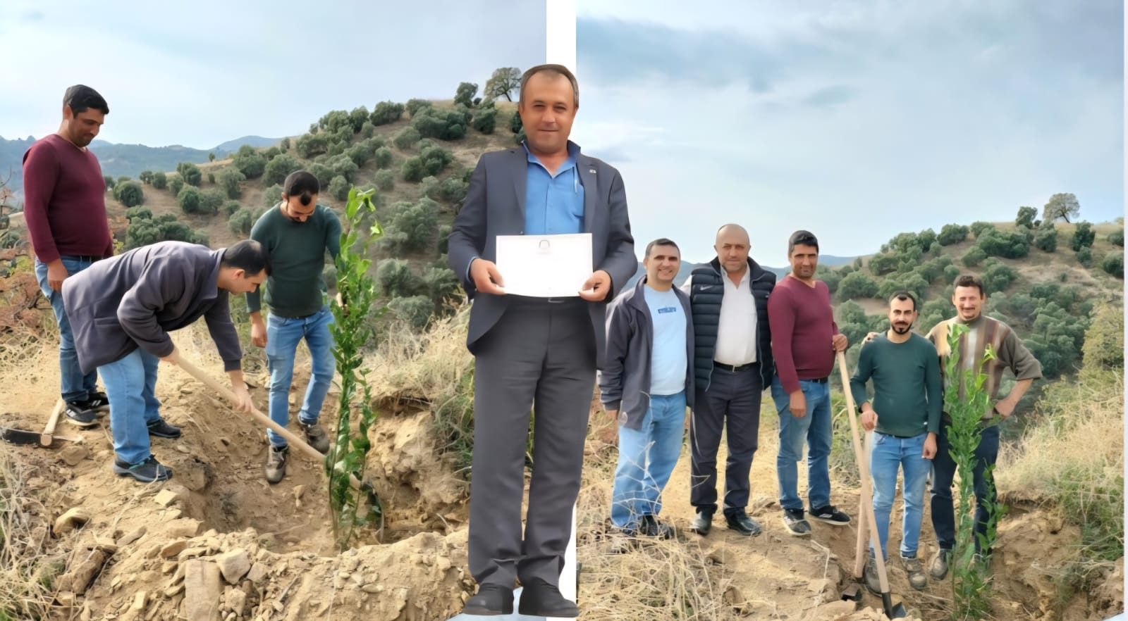 ALMAN FİRMA PALAMUT MAHALLESİNE 200 ADET DEFNE FİDANI DİKTİ