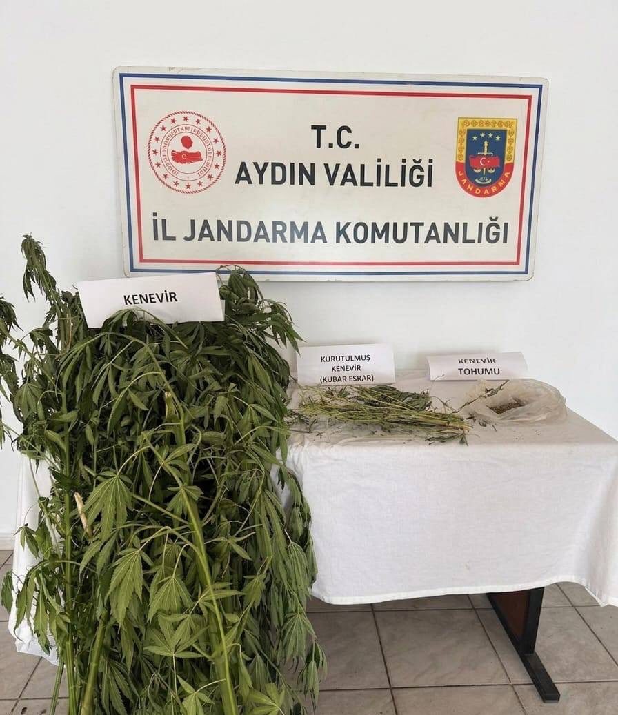 Efeler'de ikamette kenevir yetiştiren 2 şüpheli yakalandı