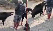 Aydın’da dehşete düşüren olay! Beslediği yaban domuzu, tatilciyi ısırdı