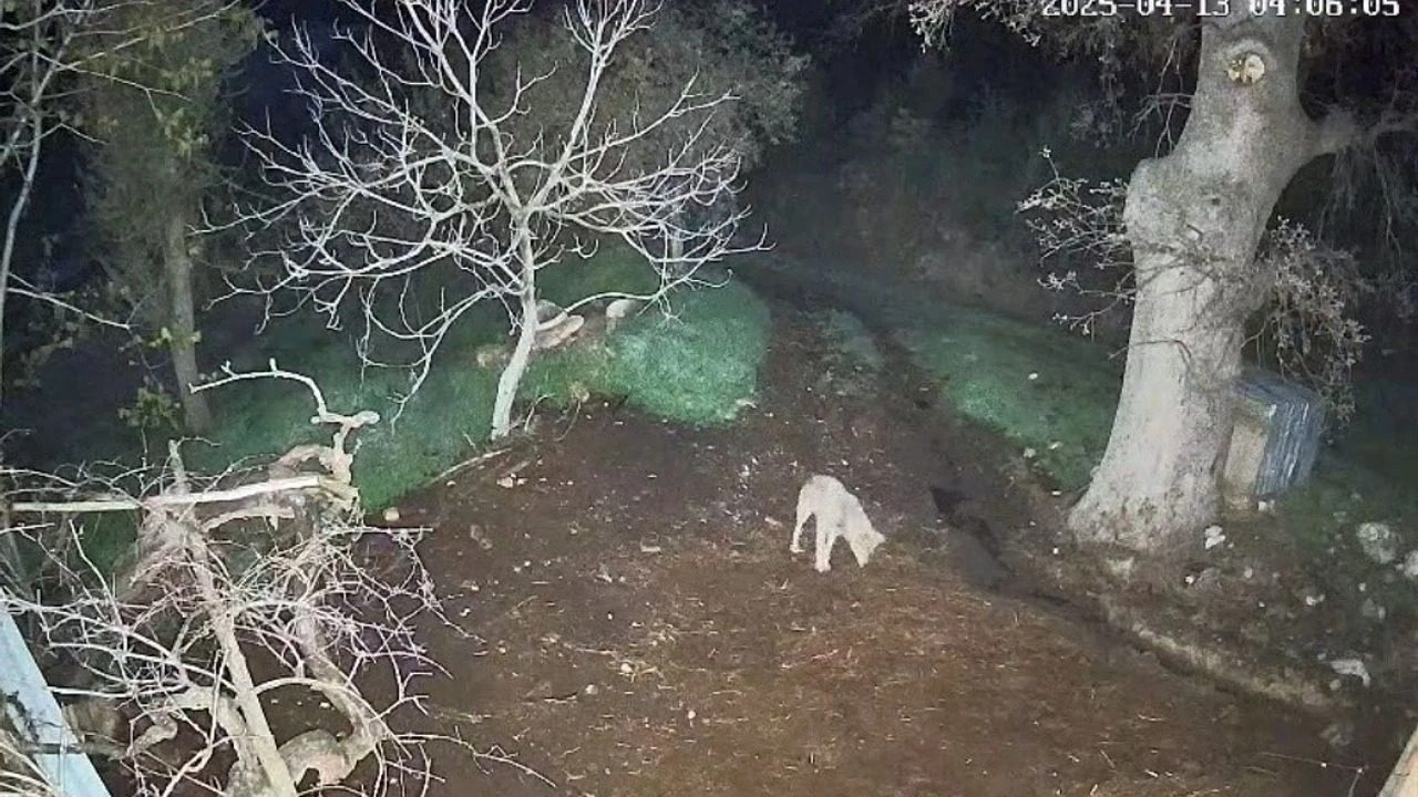 Kurtlar mahalleye indi, 3 koyun telef oldu