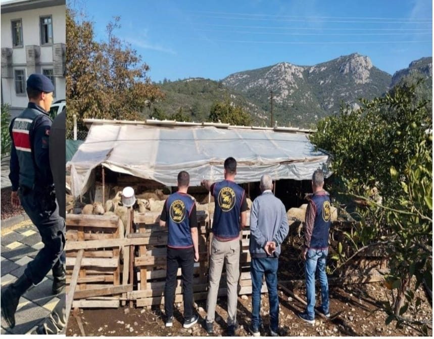Aydın Jandarmasından Başarılı Hırsızlık Operasyonu: Çalınan 14 Küçükbaş Hayvan Sahibine Teslim Edildi