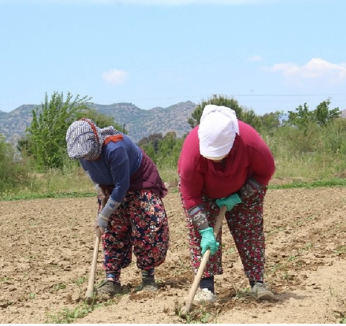 Söke’de 2025 Yılı Çapalama Ücretleri Belirlendi