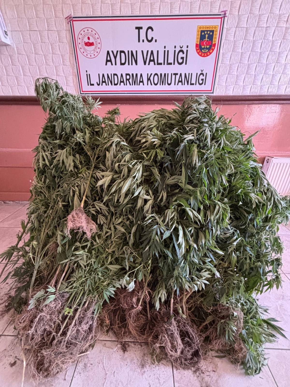 JANDARMA 51 KÖK KENEVİR ELE GEÇİRDİ