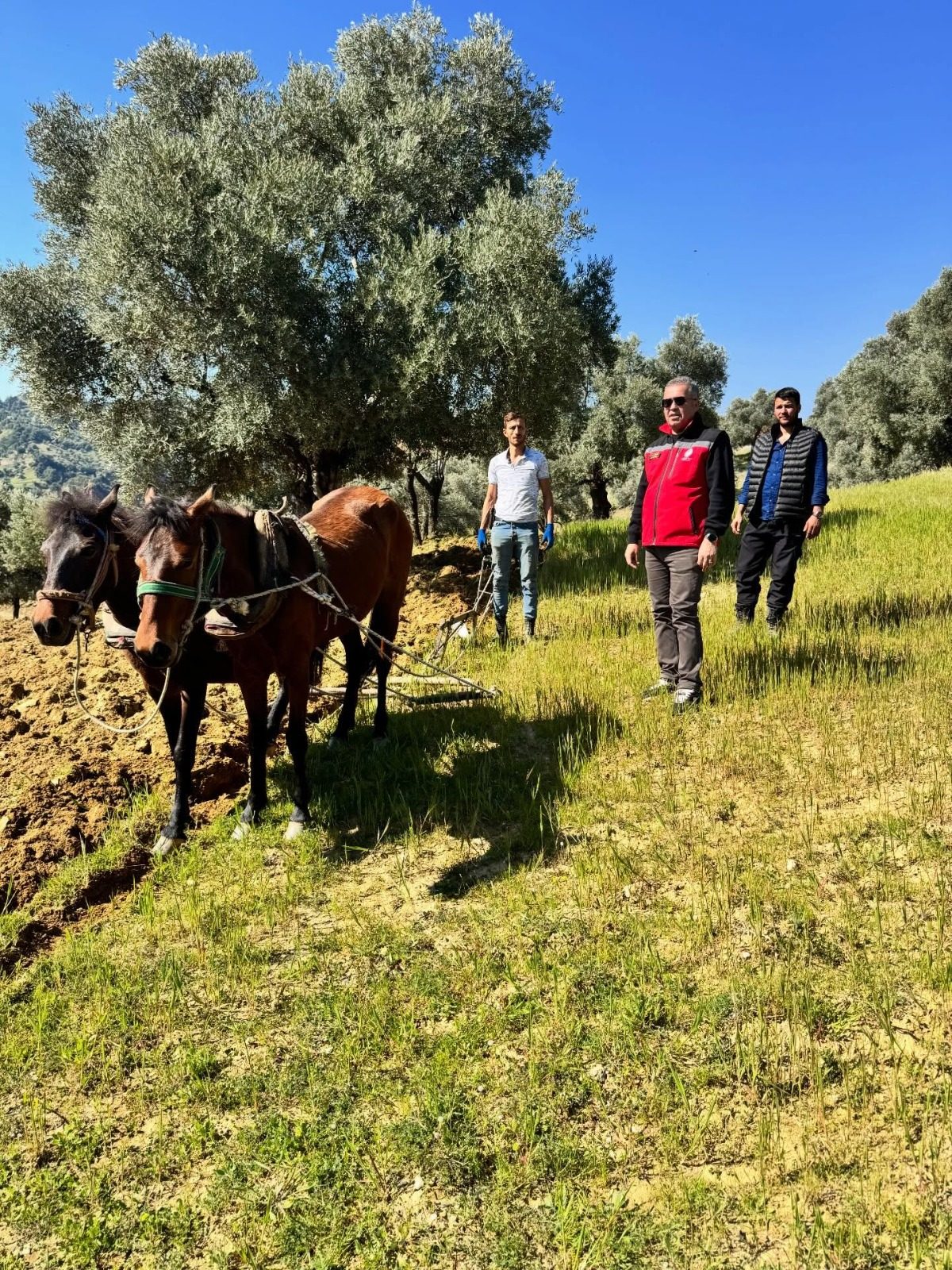Teknoloji ve Gelenek Bir Arada Horozköy’de Atlarla Zeytinlik Sürülüyor