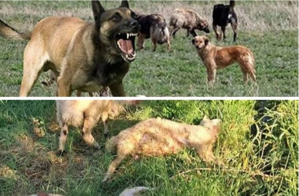 Söke’de sahipsiz köpekler koyunlara saldırdı: 2 ölü, 2 yaralı