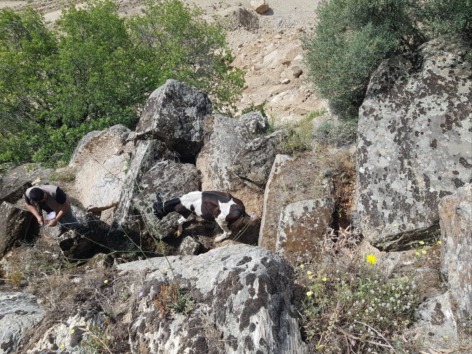 KAYIP HAYVANLAR BULUNDU
