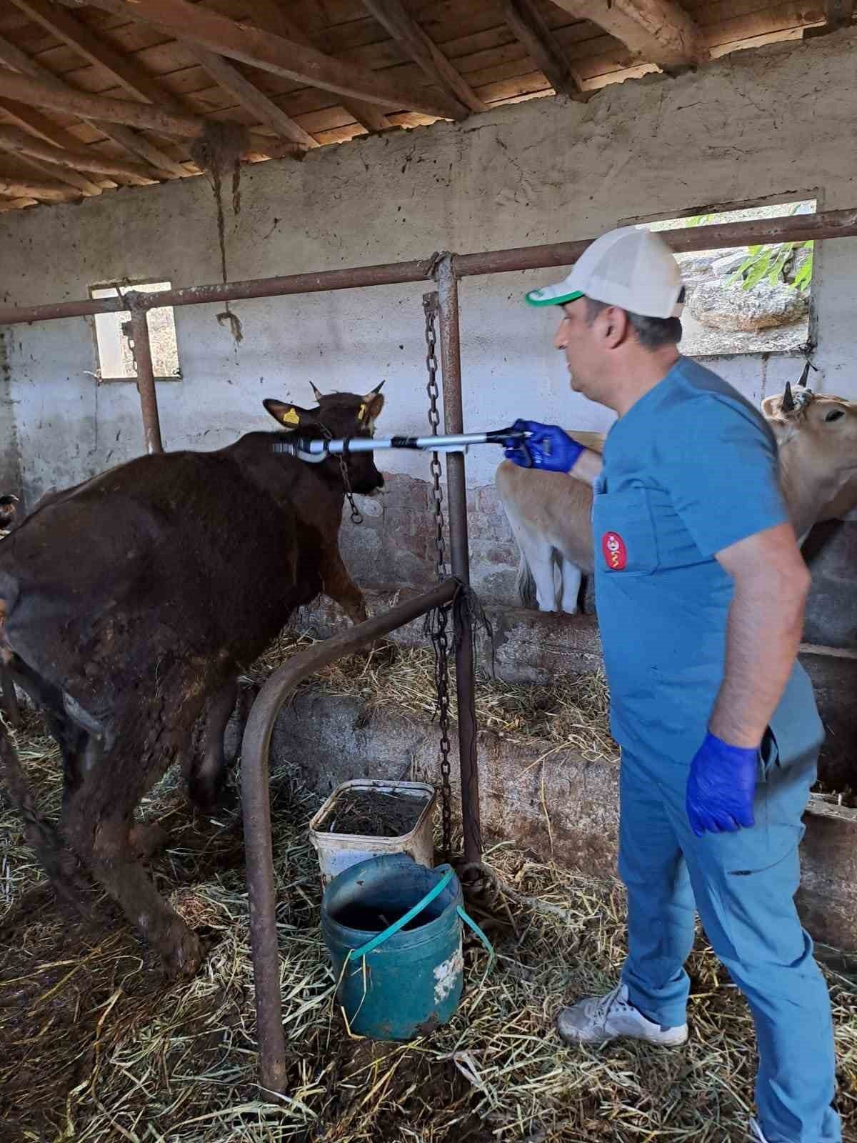 Koçarlı’da büyükbaş hayvanların aşılanması devam ediyor